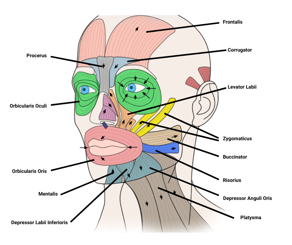 Facial Muscles Diagram Labeled Archives Human Anatomy vrogue.co