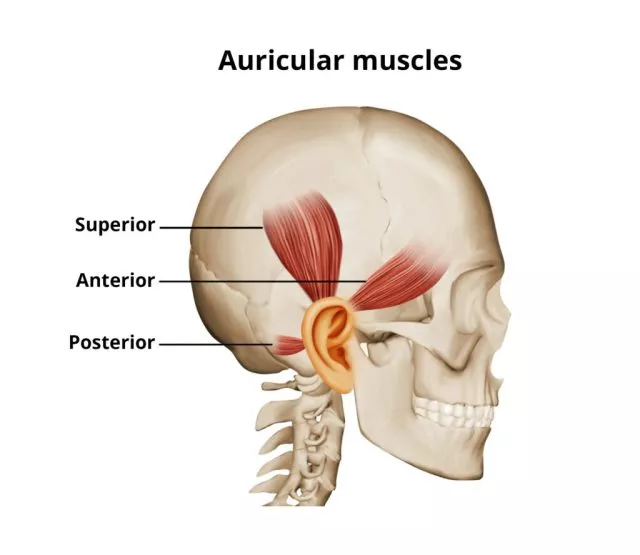 Drawing showing the auricular muscles on a skull